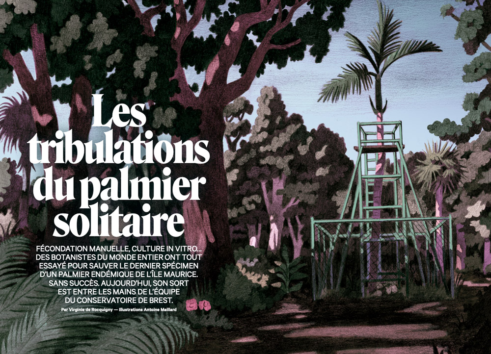 Les tribulations du palmier solitaire - revue XXI